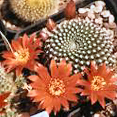 Cactus rebutia krainziana